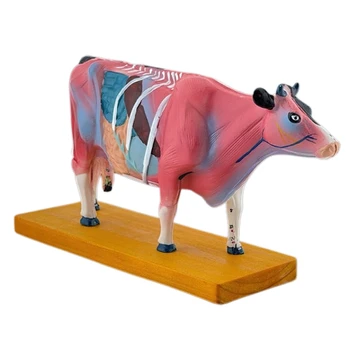  Sığır Anatomisi Modeli Hayvan Anatomik Modeli Veteriner Öğrenme Dropship