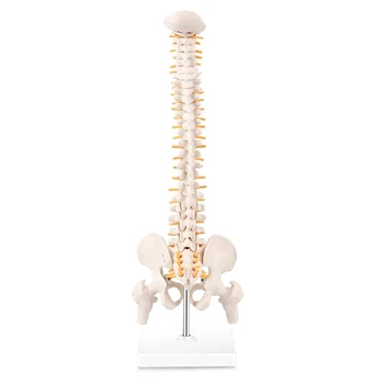  Minyatür Omurga Anatomisi Modeli, 15.5 İnç Mini vertebral kolon Modeli Spinal Sinirler, Pelvis, Femur, Bir Tabana Monte